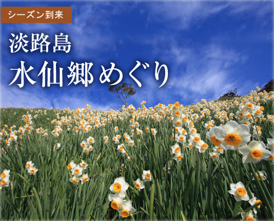 【冬の風物詩】淡路島の水仙郷